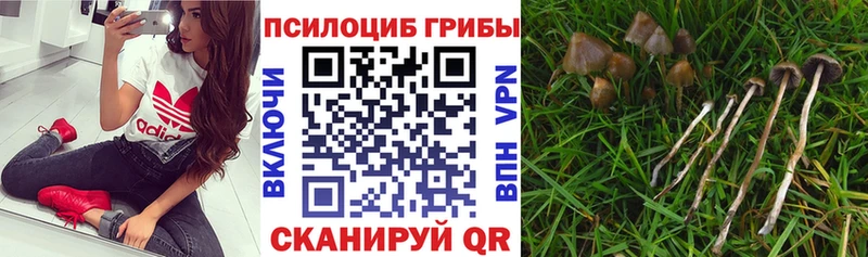 наркота  Теберда  Псилоцибиновые грибы Psilocybe 